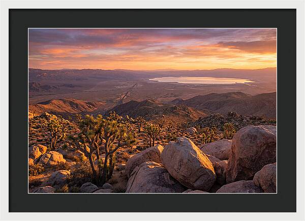 Golden Hour Over Joshua Tree