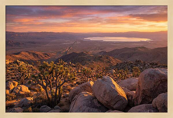 Golden Hour Over Joshua Tree
