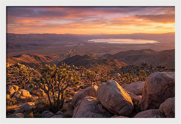 Golden Hour Over Joshua Tree