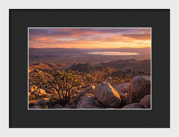 Golden Hour Over Joshua Tree