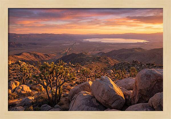 Golden Hour Over Joshua Tree