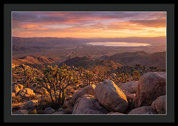 Golden Hour Over Joshua Tree