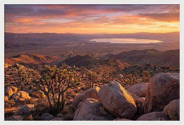 Golden Hour Over Joshua Tree