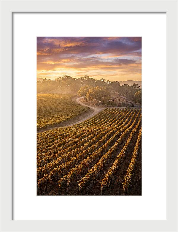 Golden Hour Over Napa Valley