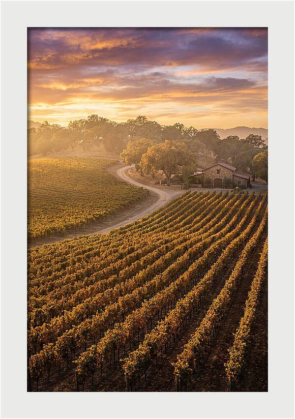 Golden Hour Over Napa Valley