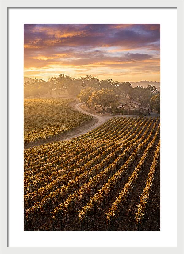 Golden Hour Over Napa Valley