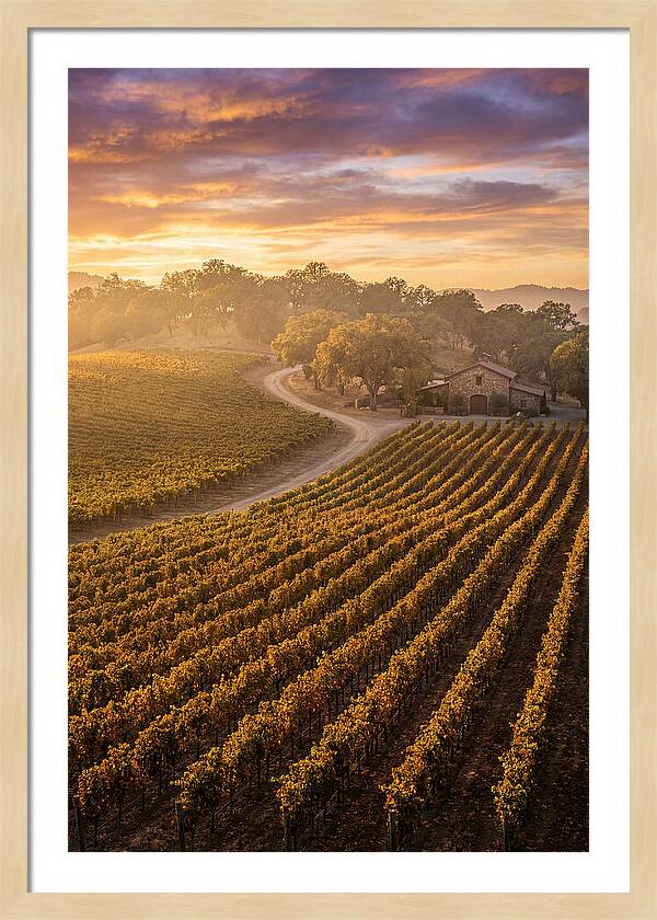 Golden Hour Over Napa Valley