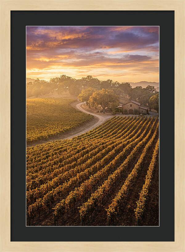 Golden Hour Over Napa Valley