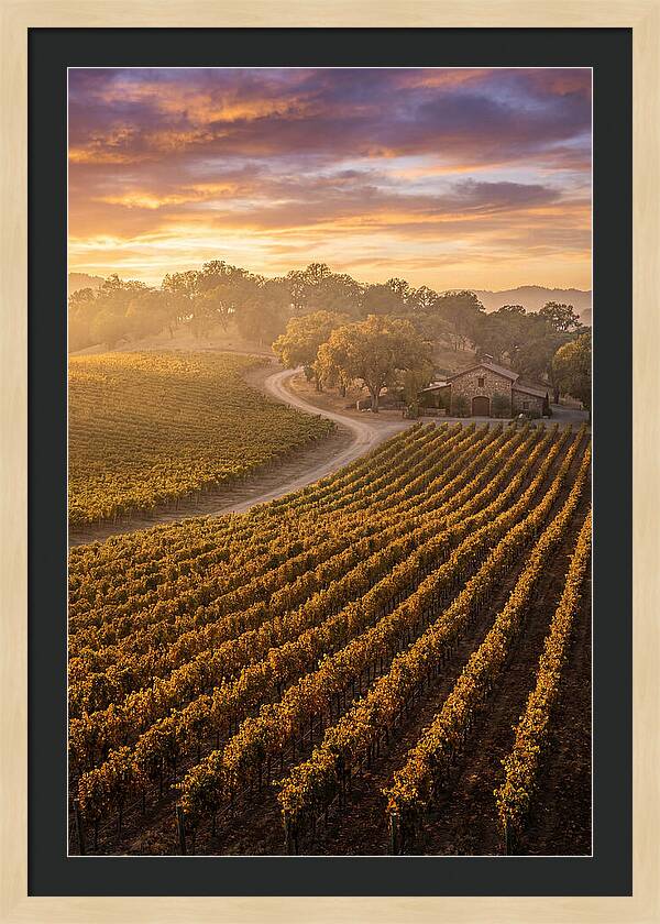Golden Hour Over Napa Valley
