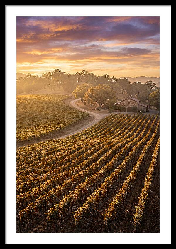 Golden Hour Over Napa Valley