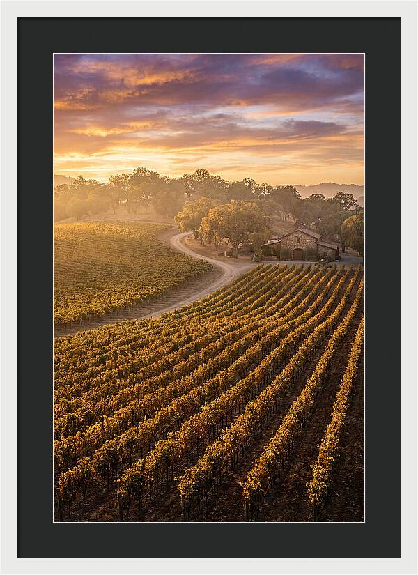 Golden Hour Over Napa Valley