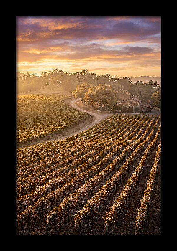 Golden Hour Over Napa Valley