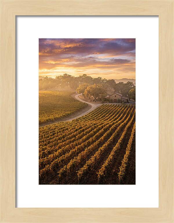 Golden Hour Over Napa Valley
