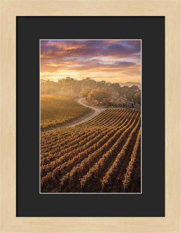 Golden Hour Over Napa Valley