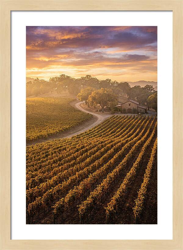 Golden Hour Over Napa Valley