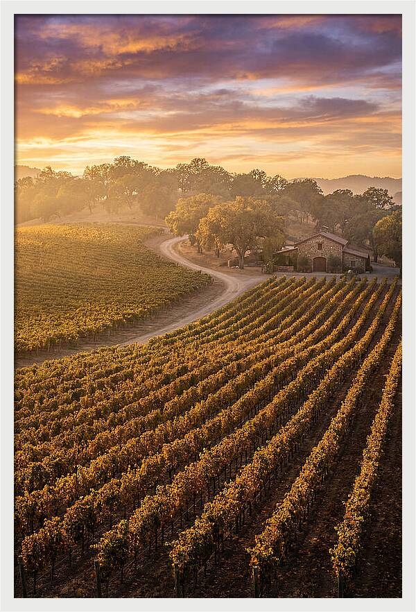 Golden Hour Over Napa Valley