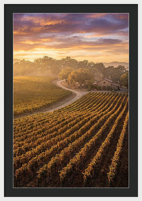 Golden Hour Over Napa Valley