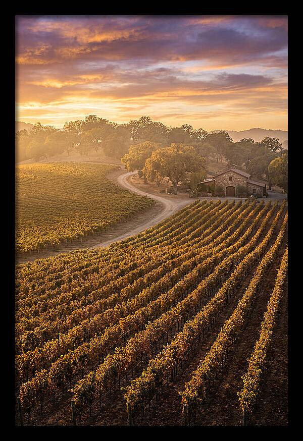 Golden Hour Over Napa Valley