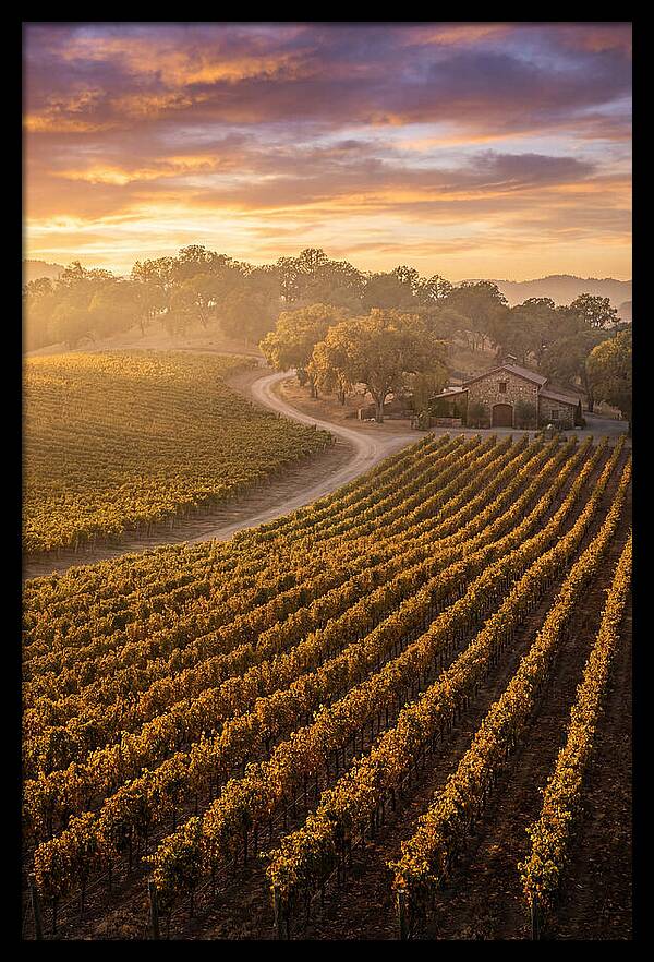 Golden Hour Over Napa Valley