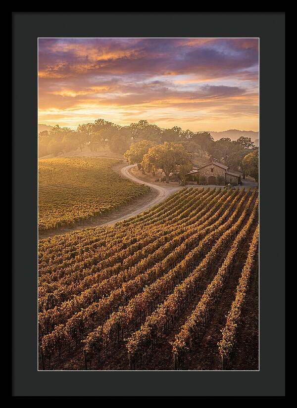 Golden Hour Over Napa Valley