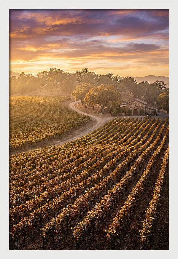 Golden Hour Over Napa Valley