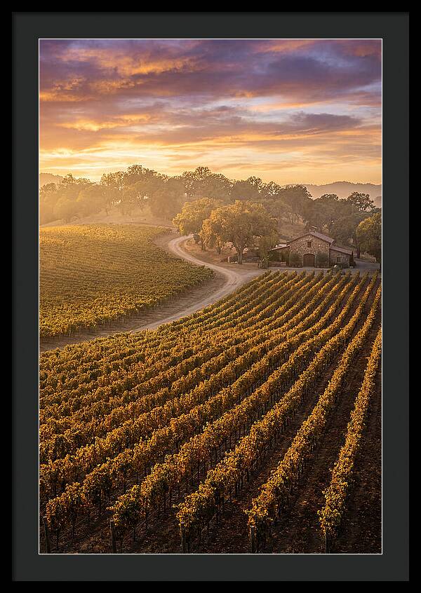 Golden Hour Over Napa Valley