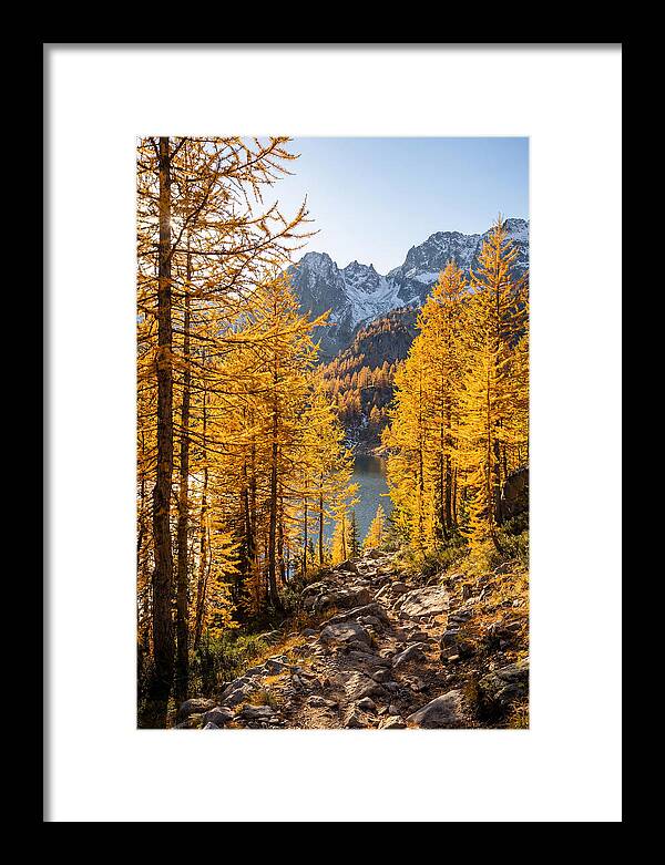 Golden Larch Forest Pathway