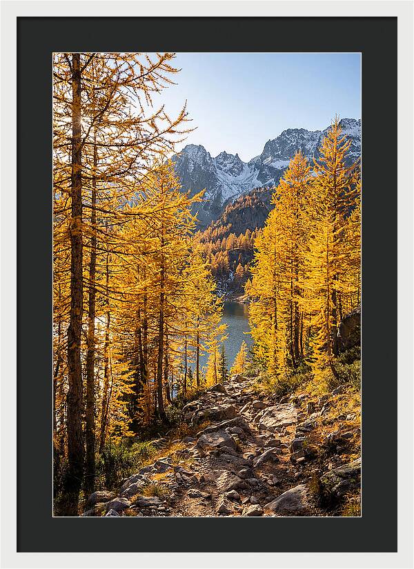 Golden Larch Forest Pathway
