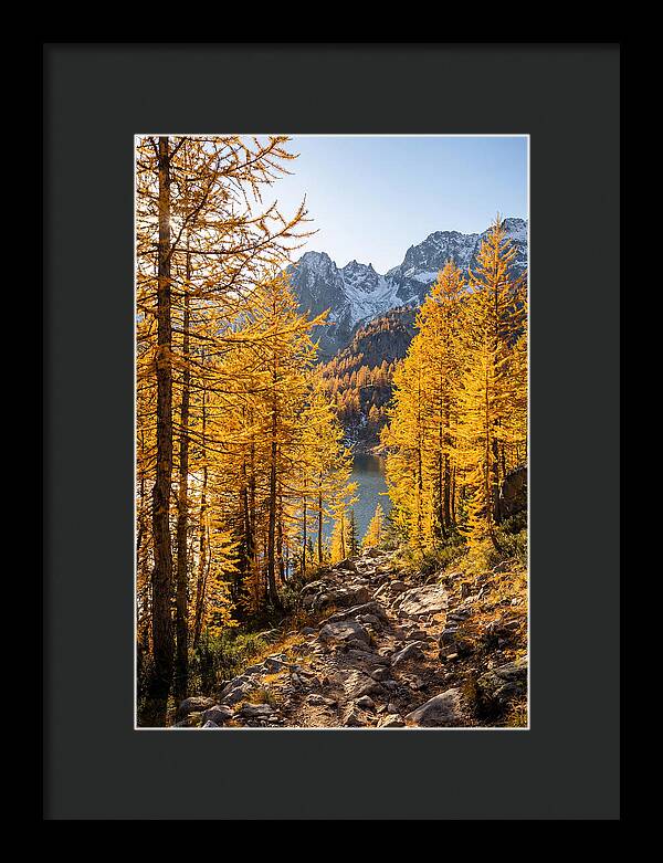 Golden Larch Forest Pathway