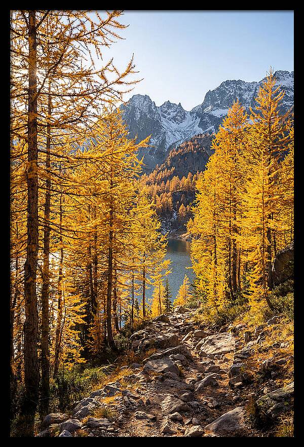 Golden Larch Forest Pathway