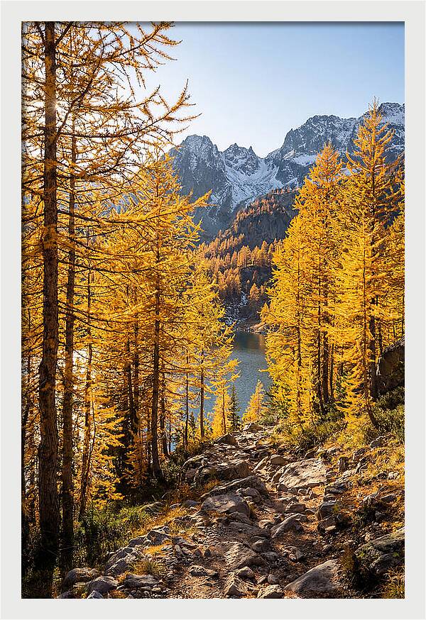 Golden Larch Forest Pathway
