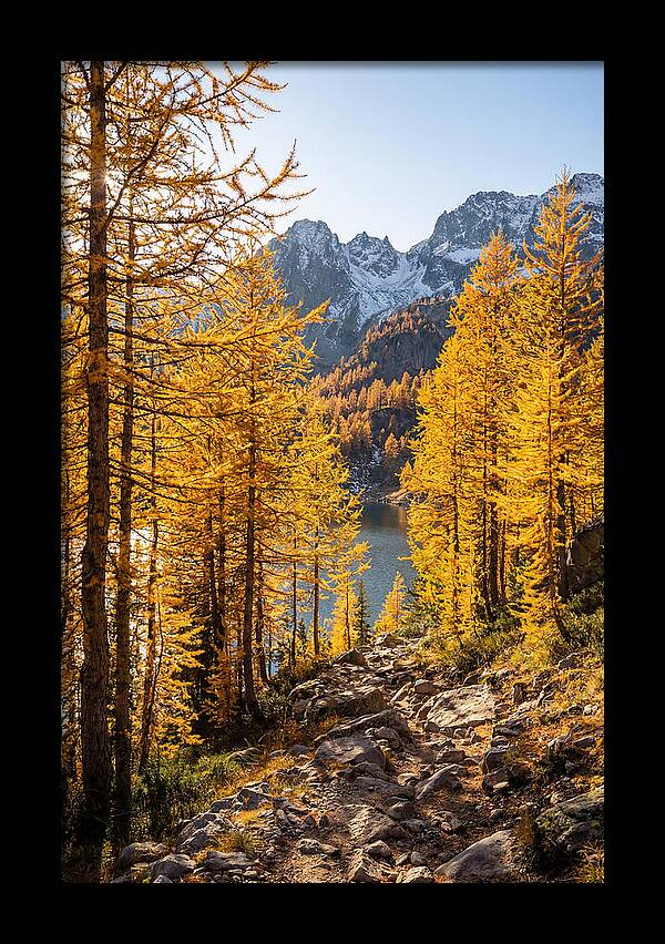 Golden Larch Forest Pathway