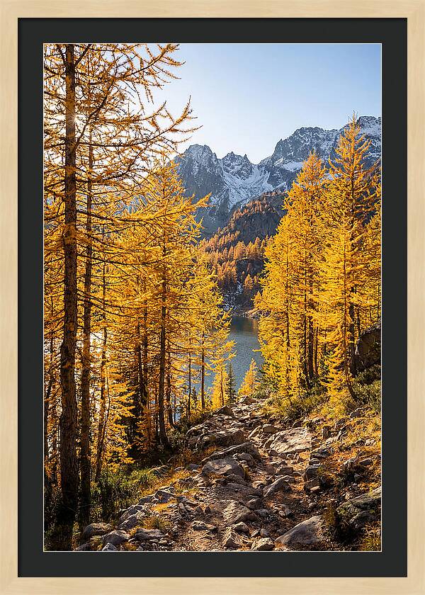 Golden Larch Forest Pathway