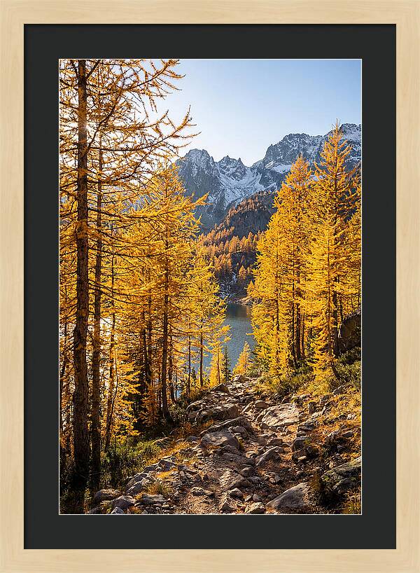 Golden Larch Forest Pathway