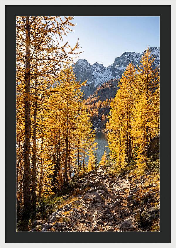Golden Larch Forest Pathway