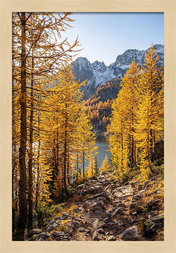 Golden Larch Forest Pathway