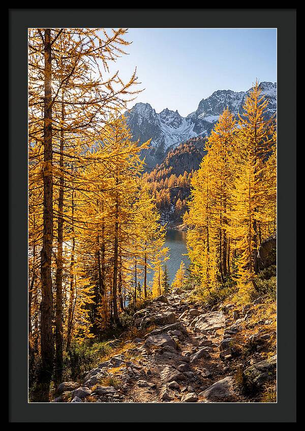 Golden Larch Forest Pathway