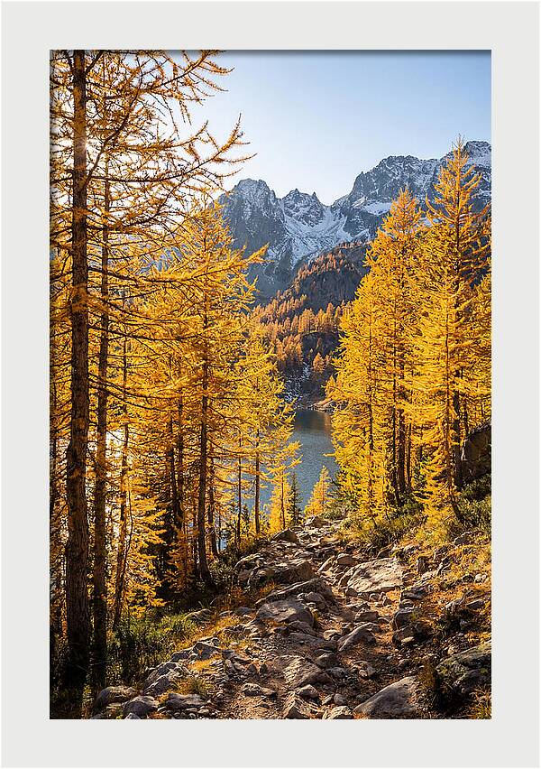Golden Larch Forest Pathway