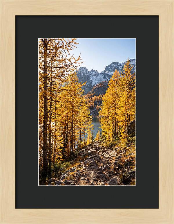 Golden Larch Forest Pathway