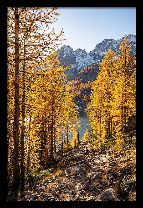 Golden Larch Forest Pathway