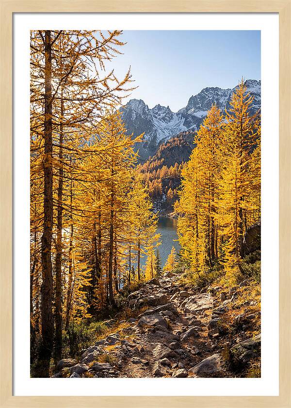 Golden Larch Forest Pathway