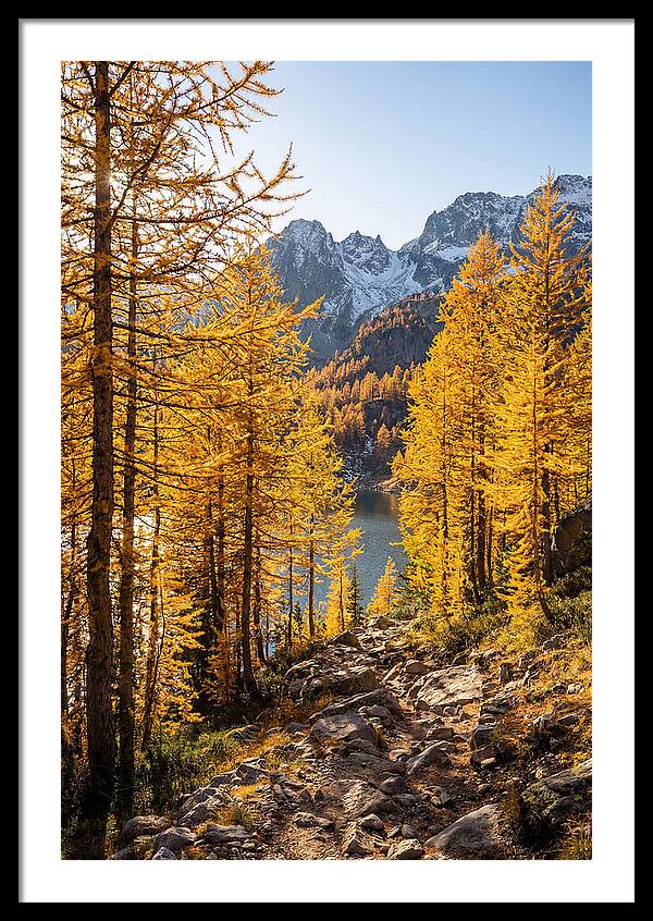 Golden Larch Forest Pathway