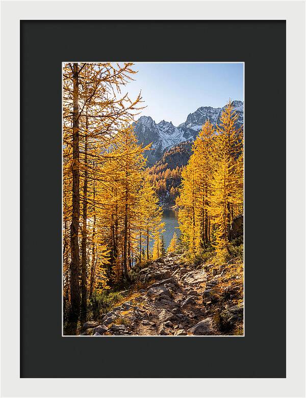 Golden Larch Forest Pathway
