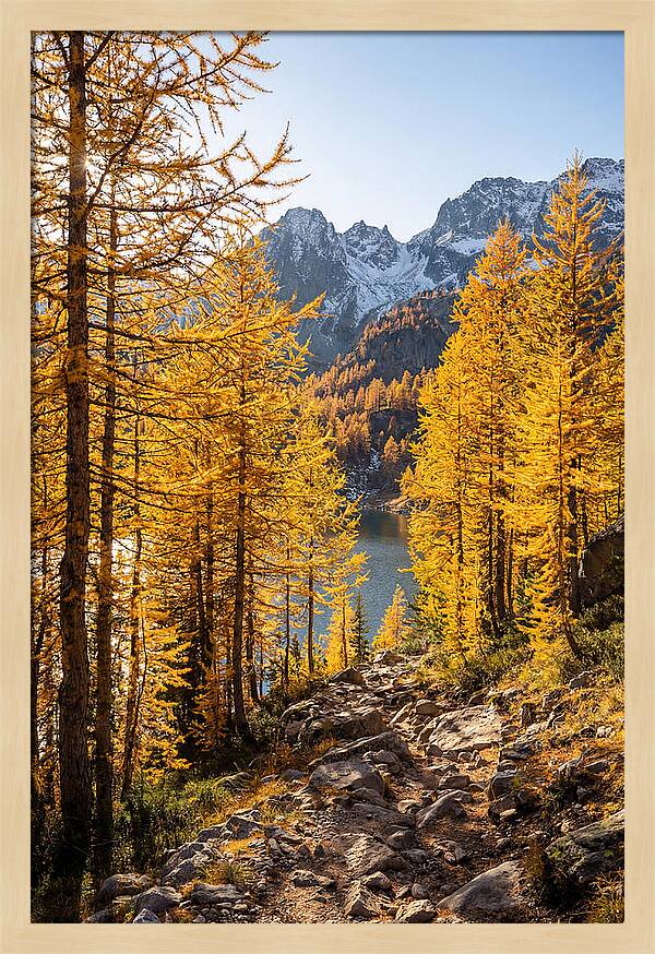 Golden Larch Forest Pathway