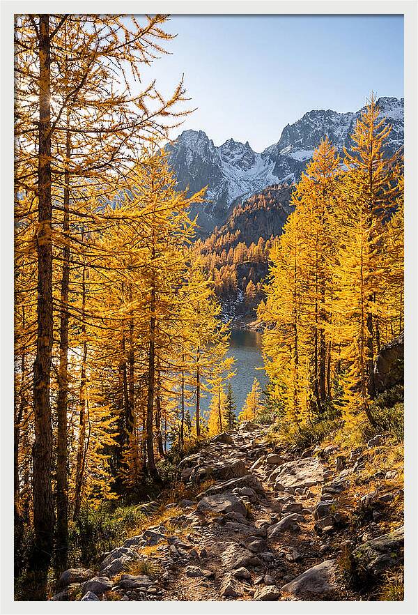 Golden Larch Forest Pathway