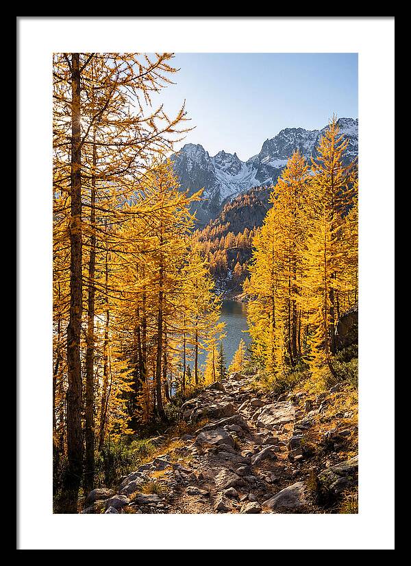 Golden Larch Forest Pathway