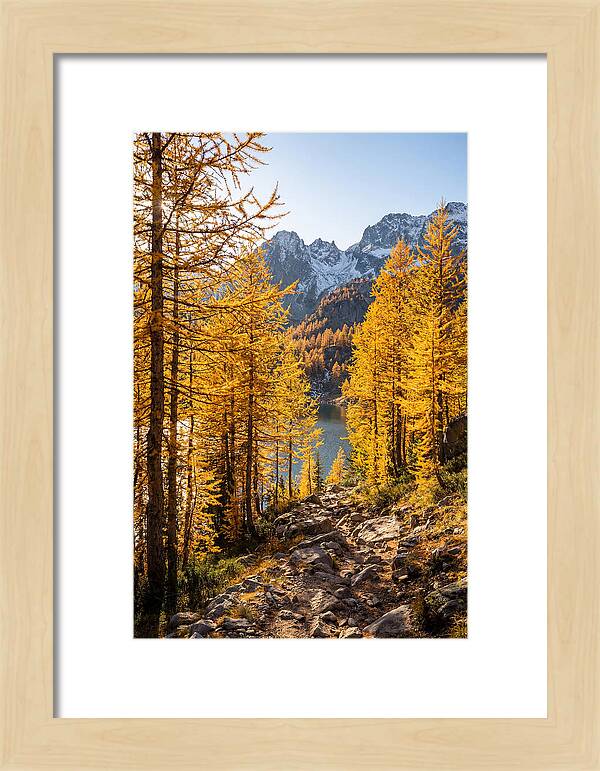 Golden Larch Forest Pathway