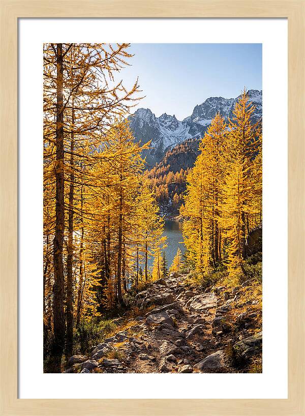 Golden Larch Forest Pathway
