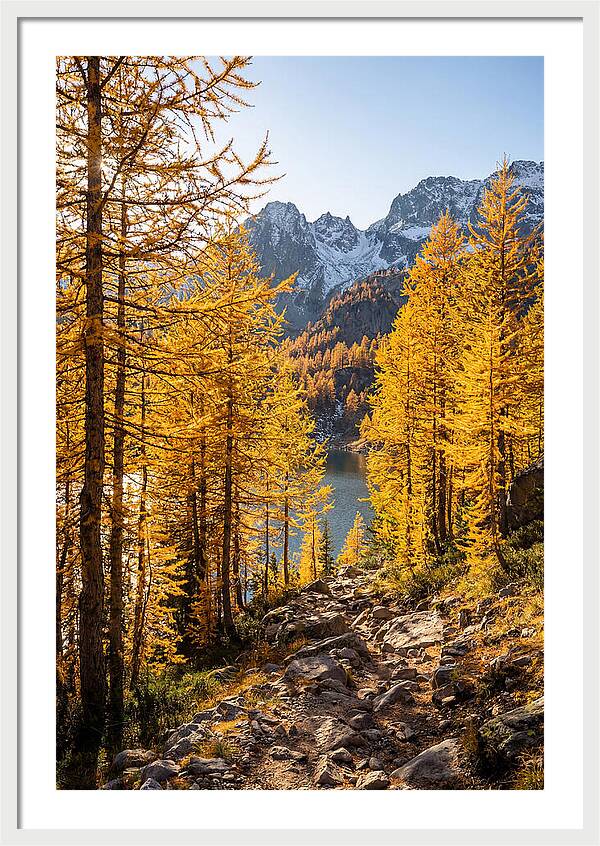 Golden Larch Forest Pathway