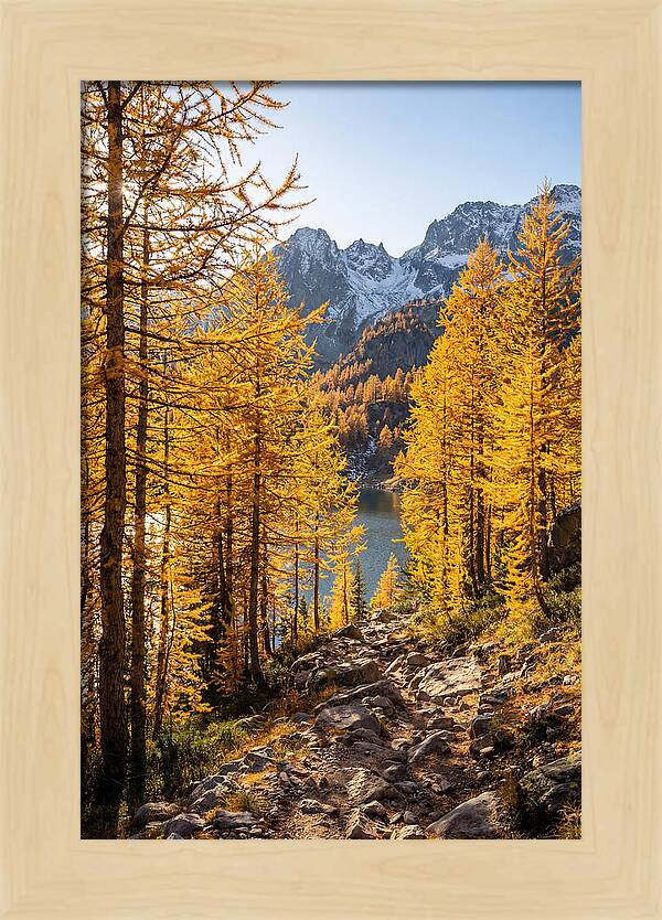 Golden Larch Forest Pathway